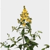 LYSIM VULGARIS