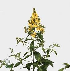 LYSIM VULGARIS