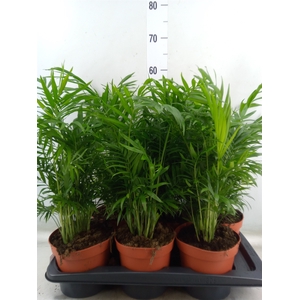 Chamaedorea elegans