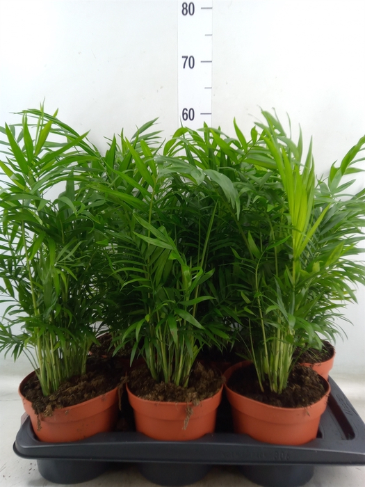 <h4>Chamaedorea elegans</h4>