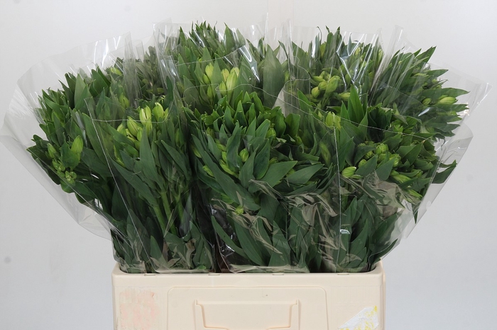 <h4>Alstroemeria White</h4>