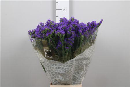 <h4>Lim S Levis Wings</h4>