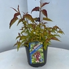 Leycesteria formosa