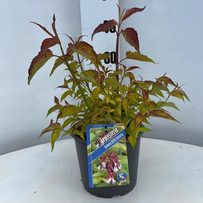 Leycesteria formosa