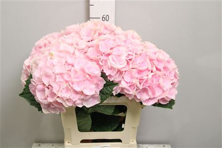 <h4>Hydr M Aphrodite Rz</h4>