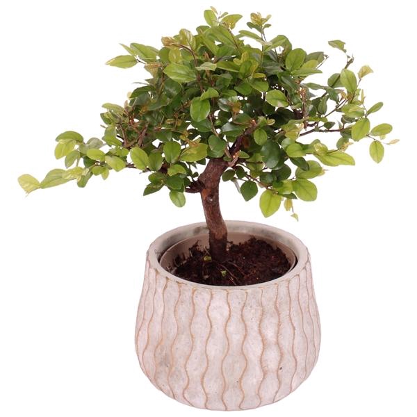 <h4>Bonsai Indoor Mix Ø 9cm Ball Shape in Ø12cm Ceramic PL569</h4>