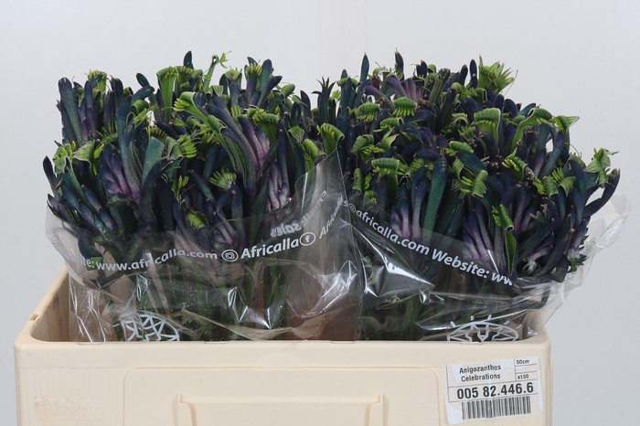 Anigozanthos Celebrations Masquerade