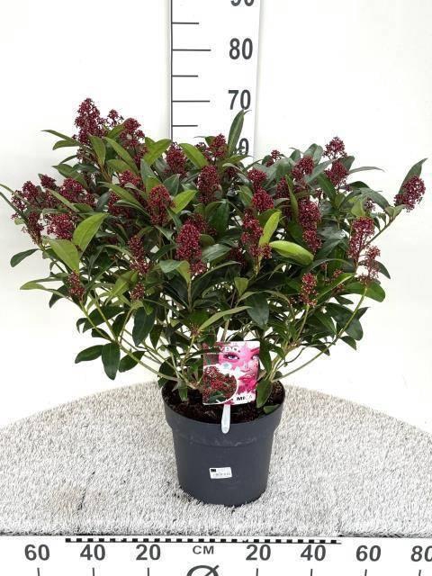 <h4>SKIM JAPONICA</h4>