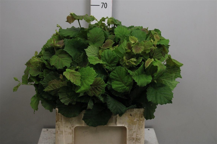 <h4>Coryl Av Aurea</h4>
