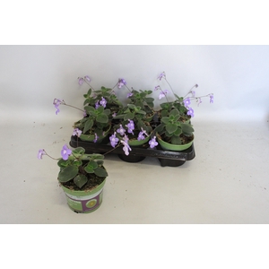 'Weekaanbieding: Streptocarpus Saxorum blue Foutain