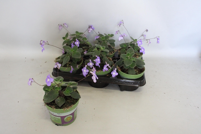 <h4>'Weekaanbieding: Streptocarpus Saxorum blue Foutain</h4>