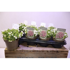 arr8 Arabis Caucasica