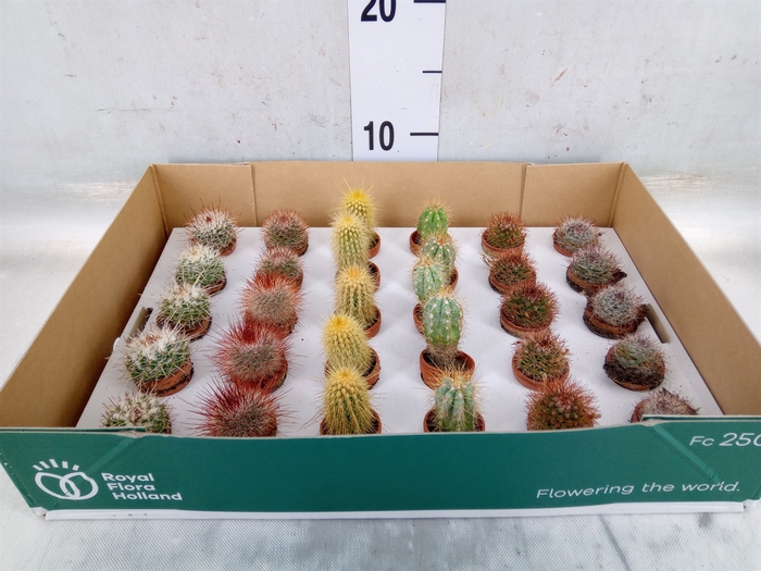 <h4>Cactus   ...mix</h4>