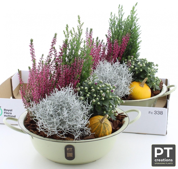 <h4>ARR TUINPLANTEN</h4>
