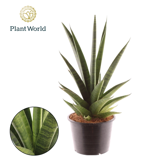 <h4>Sansevieria New</h4>