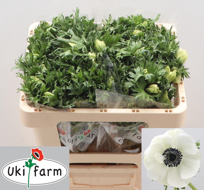 <h4>ANEM CO GALIL WIT</h4>