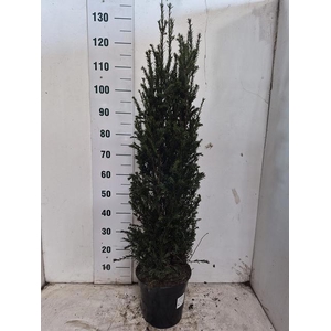 TAXUS BACCATA