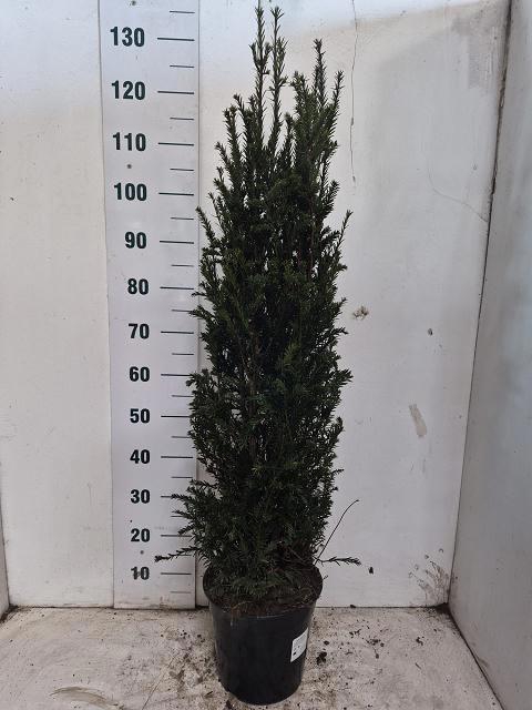 <h4>TAXUS BACCATA</h4>