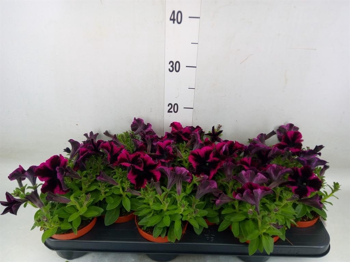 <h4>Petunia 'Reflections Purple'</h4>