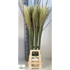 Cortaderia