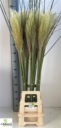 <h4>Cortaderia</h4>