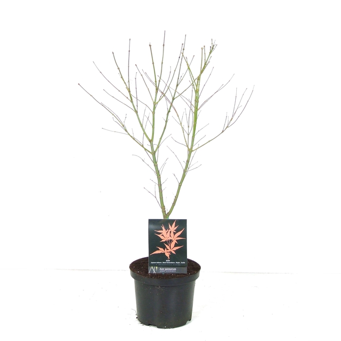<h4>Acer palmatum 'Jerry Schwartz' P23 Full CC</h4>