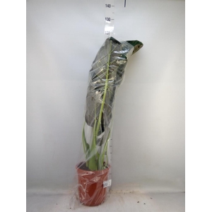 Alocasia  'Regal Shields'