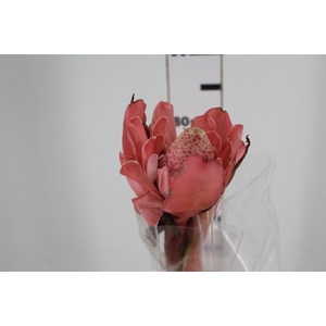 BASTAO IMPERADOR VERMELHO