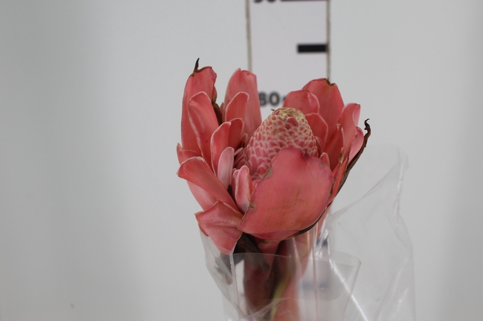 BASTAO IMPERADOR VERMELHO