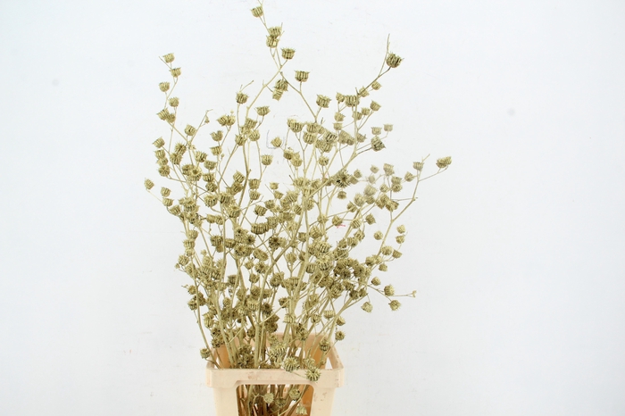 <h4>DF Lavatera Bs Gold 120g</h4>