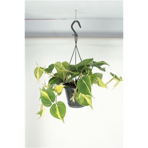 Philodendron Brasil Hangpot*