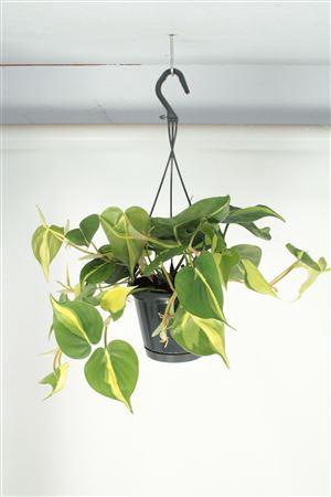 <h4>Philodendron Brasil Hangpot*</h4>