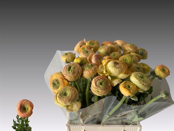 <h4>Ran Aazur Champagne N L</h4>