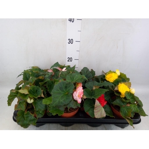Begonia tuber. DU GR  ...mix