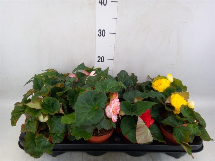 <h4>Begonia tuber. DU GR  ...mix</h4>