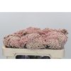 Ozothamnus Cooks Pink