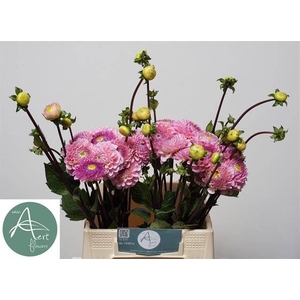 Dahlia Wizard of Oz