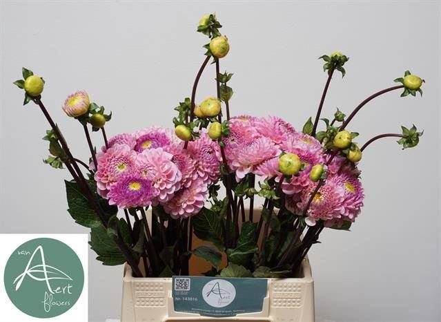 <h4>Dahlia Wizard of Oz</h4>