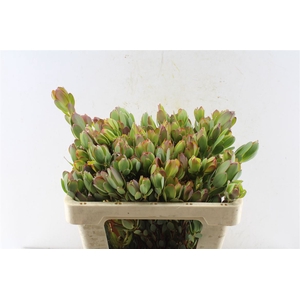 Leucad Discolor Spray