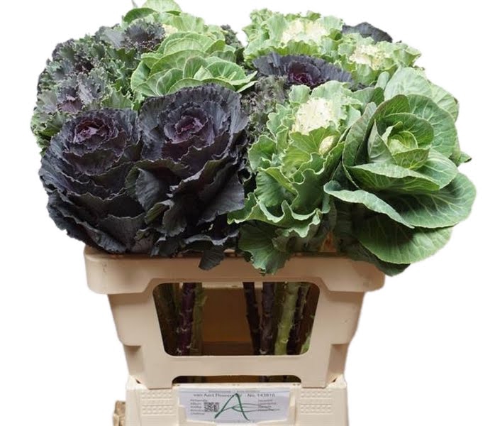 <h4>Brassica Mix Aert</h4>