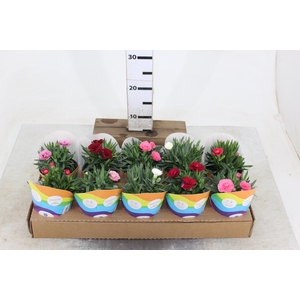 DIANTHUS DOBRADO P11