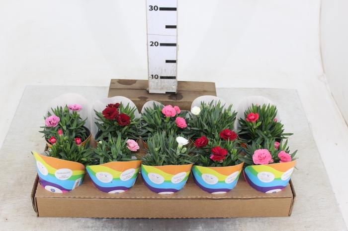 DIANTHUS DOBRADO P11