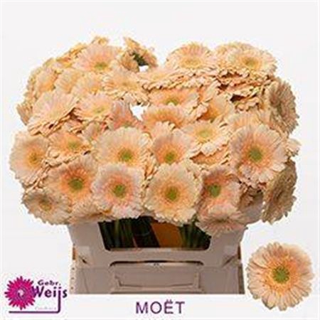 <h4>Ge Mi Moet</h4>