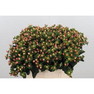 Hyp Pacific Pink