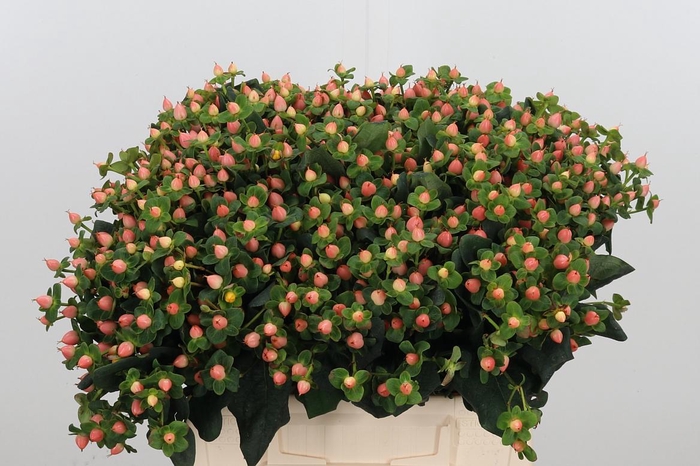 <h4>Hyp Pacific Pink</h4>