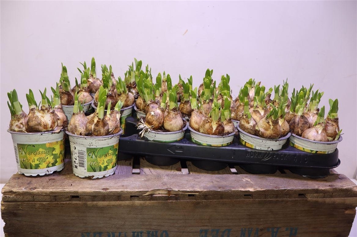 <h4>arr8 Narc O Tete A Tete</h4>