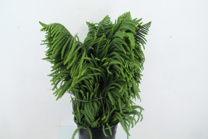 <h4>ARAUCARIA 1KG</h4>