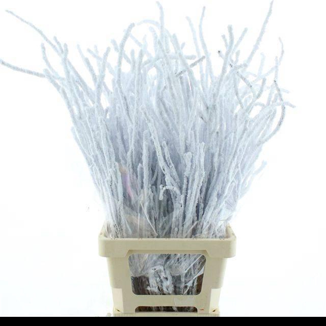 <h4>DECOGROEN OV KLB H%</h4>