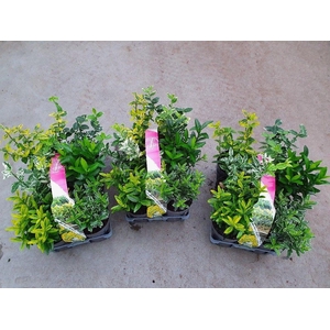 Euonymus Japonicus mix 6-p