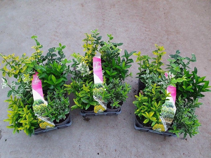 <h4>Euonymus Japonicus mix 6-p</h4>